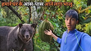 पहाड़ों में भालू का आतंक 😱|| Pahadi lifestyle vlogs|| Anuj Pahadi