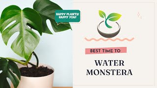 🍀🌸🌿 Best Time to Water Monstera: Your Guide to Perfect Care