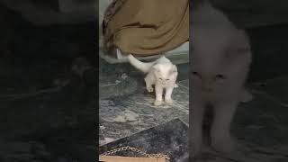 baby cat funny video |shorts #cat #catandkittens24 #kitten #catvideos #catcomedy