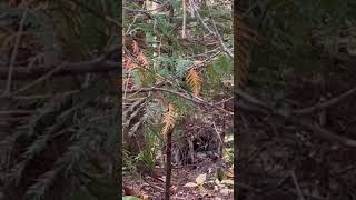 Porcupine visit on the Bruce Trail #dancynadventures #brucetrail #ontariohiking #porcupines