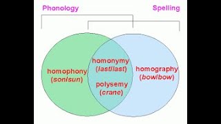 SEMANTICS شرح - homophones homonyms homographs and polysemy | difference and examples