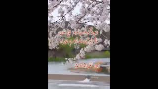 از سپر و  شمشیر فولادی نبردم هیچ سودی. از دزد عشق استاد غوث( دوبتی اشعار عرفانی) Dard Eshq  #quote