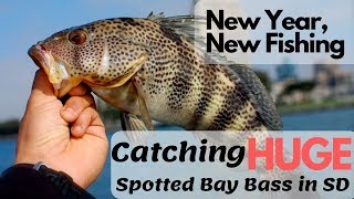 FISHING: Catching HUGE Spotted Bay Bass in San Diego | New Year, New Fishing