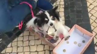 Dog Busking