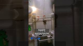 Лучший в мире аквариум #новостимира #новости #новостисегодня #новостидня #новостинедели #новости