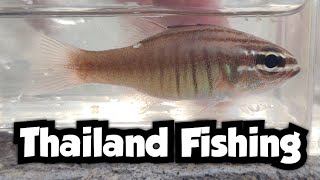 Pulling Up New Species of Cardinalfish Off of the Pier | Thailand Fishing 🇹🇭