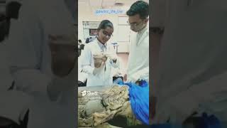 medico couple student in labouratory//AIIMS viral video//#viral #mbbs #aiims #aiimsdelhi #treanding