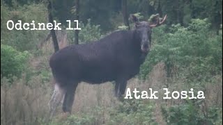 Wielki Łoś - Odcinek 11 - Atak łosia