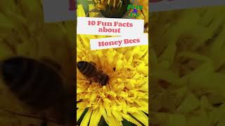 #shorts #funfacts #honeybee 🐝10 Fun Facts about Honey Bee