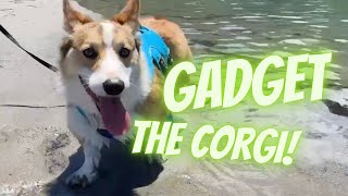 Gadget the Corgi Visits Big River