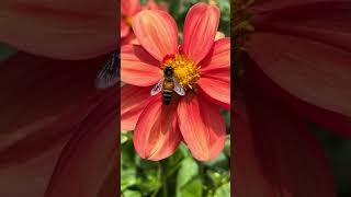 Breathtaking Close-Up Footage of Bee Collecting Sweet Nectar from Vibrant Flowers 🌺🐝 Must-See