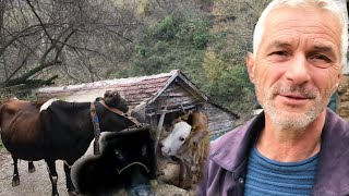 Büyükbaş hayvancılık para kazandırır mı-Manda ve İnek çiftliği-''Hobi olarak Manda besliyorum”