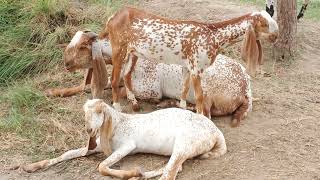 Visitor From Lahore To Purchase Goats