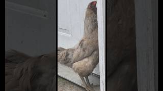 Chicken try’s to open the door #chicken #backyardanimals #backyardchickens #cutefarmanimals