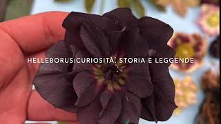 Helleborus: curiosità, storia e leggende