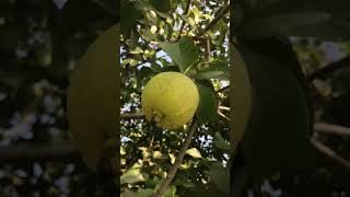 natural guavas of punjab #guava #nature #fruit #farms #guavafruits