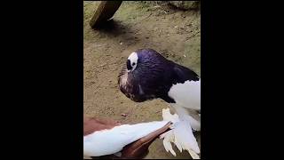 Magpie Pouter Pair|| #foryou #viralvideo #viral #youtubeshorts #ytshorts #trending #reels