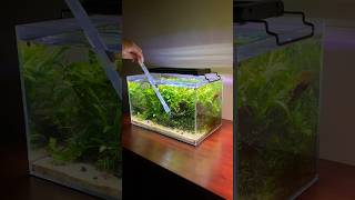 Java fern aquarium water change