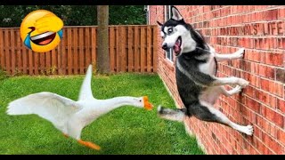 😂 FUNNY Animals Compilations Oct 2023 🐕🐈 - Funny Dogs and Cats