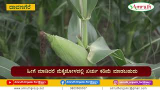 BEST FERTILIZER FOR MAIZE || ಮೆಕ್ಕೆಜೋಳದಲ್ಲಿ ಖರ್ಚು ಕಡಿಮೆ, ಇಳುವರಿ ಹೆಚ್ಚು ಹೇಗೆ ?? || ORGANIC FERTILIZER