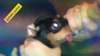 blow into the dog's mouth, dog is surprised