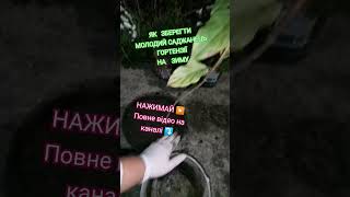 ПІДПИШИСЬ SUBSCRIBE Diy gardening tips Wskazówki dotyczące ogrodnictwa zrób to sam Поради#ideas#home