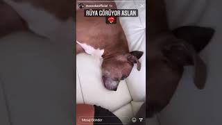 Massaka’nın köpeği Rüya Görüyor(Masska’nın Tepkisi)