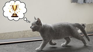 Kitten's Reaction to Treadmill !! Cat Become a Professional Runner !