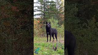 Stunning black wolf in northern Minnesota