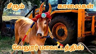 சீரிய காலைகள் I வேலூர் மாவட்டம் I அலறிய வீரர்கள்