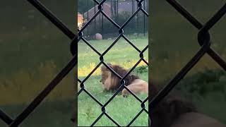 Listen to a Lion Up Close with a Majestic Lion at Nemacolin Resort!