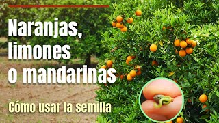 Cómo germinar naranjas, mandarinas o limones paso a paso