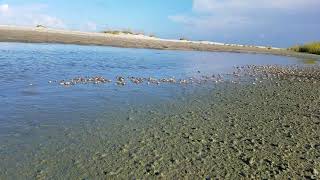 A Prairie of Crabs