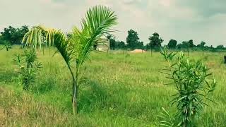 FARM HOUSE NEAR BILASPUR फॉर्म हाउस बिलासपुर के पास