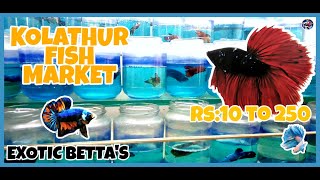 KOLATHUR FISH MARKET|CHENNAI| BETTA'S FOR LOW PRICE| COLLECTION OF 1000+ BETTA'S