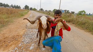 Red sheep herd of Parashuram Kidadhal