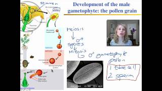 Plant Reproduction and Development - Part3