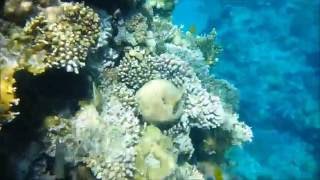 Sharm al Sheikh, Snorkeling at the house reef of Concorde hotel