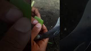 লেবু গাছ বানানোর জন্য #shot video