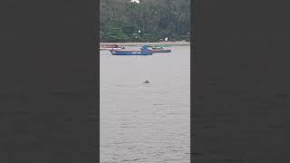 Dolphin 🐬 at Goa #goa #dolphin #travel