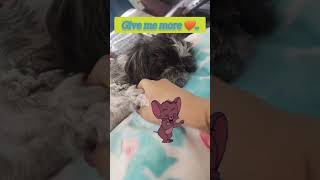 Getting love ❤️| Happy demanding love #happysworld #viral #love #cute #cutedog