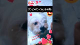 meu peti meu bebê