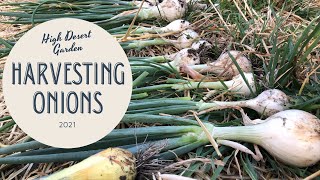 Harvesting Onions || End of Season Harvest || High Desert Gardening in a Market Style Garden