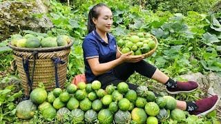 Harvest young pumpkins goes to the market sell - Weed the vegetable garden | Ly Thi Tam