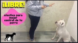 Enseñar a tu PERRO a que no se LIBERE de una posición hasta que se le de la orden