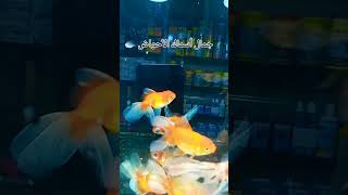 #أسماك الأحواض #Poissons d'aquarium