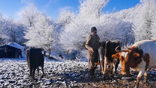 Life in the Valley of the Cows: Nomadic and Romantic Story of Animal Husbandry 🐑🌾