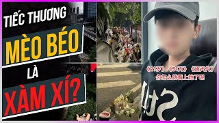 Tiếc thương Mèo Béo là XÀM XÍ? [Dưa Leo DBTT]