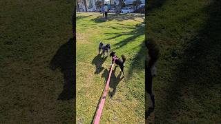 Miniature Schnauzer Meeting