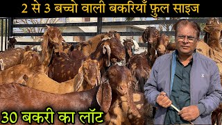 2 बच्चो वाली फुल साइज की बकरिया || ₹12000@How to start goat/farming || @shree goat farm